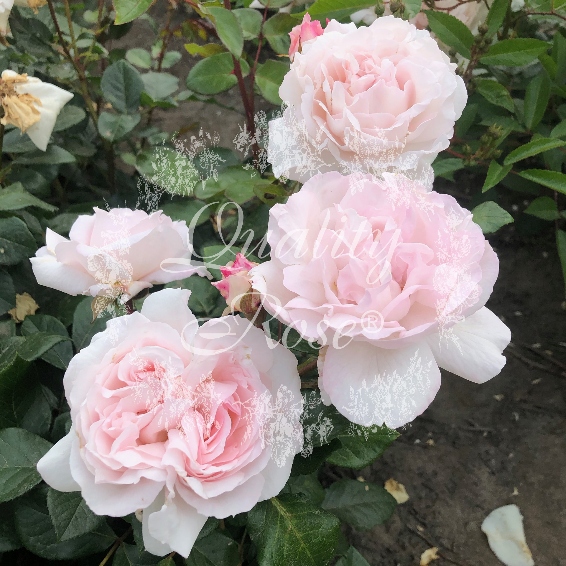 Rosa 'Constanze Mozart'